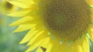 Canon EOS-M | Sunflowers and BEES