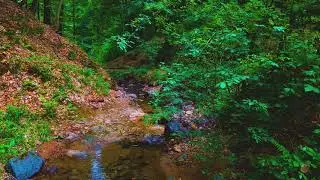 4 Hours Nature Sounds Relaxation-Sound of Waterfall in Forest-Relaxing Meditation