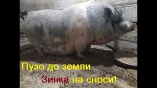 Пузо до земли Зинка на сноси  скоро опоросы  // Когда кабан обрюхатил Зинку  считаем дни