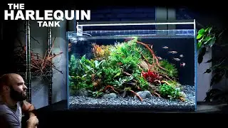 The Harlequin Tank: 60cm Aquascape Tutorial Beautiful Planted Aquarium (How To Step By Step Guide)