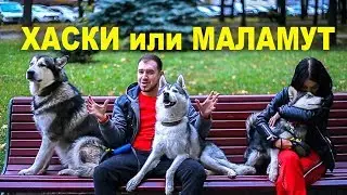 ХАСКИ ИЛИ МАЛАМУТ / кого выбрать и чем отличаются?