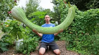 This Squash Defies the Laws of Nature! 😮