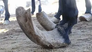 Rescue a donkey tortured by “360° curved overgrown ”hooves