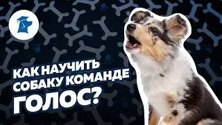 Kак научить собаку команде голос?