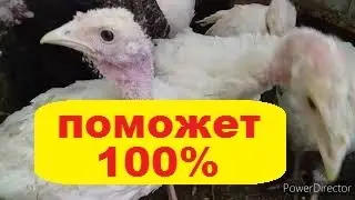 Заболела Птица!Лечим Правильно!//Заболел Индюшонок//Чем Лечить Индюшонка?//Индюки в Хозяйстве