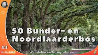 Drenthe/Groningen | Noordlaren | 50 Bunderbos en Noordlaarderbos | Landschapsfotografie Nederland #3