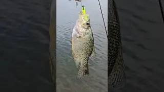 On fishing time  🦝