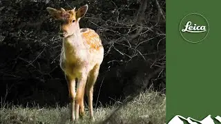 Fabulous fallow buck cull