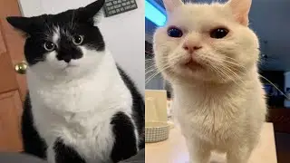 Try Not To Laugh 🤣 New Funny Cats Video 😹 - Just Cats Part 26