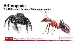 Arthropods: the Differences Between Spiders and Insects