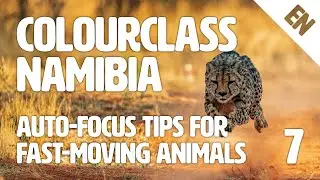 Colourclass Namibia: Episode 7 – Auto-focus Tips for Fast-moving Animals