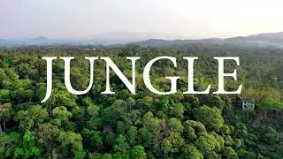 The View of Jungle