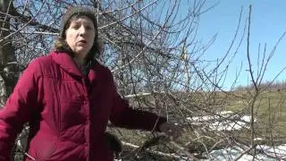 Pruning Apple Trees