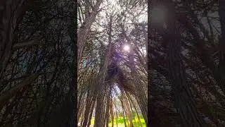 Leyendas, mitos y misterio, bosque energético Miramar 🌊