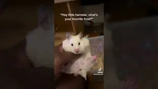 Yikes! #viralshort #trendingshorts #hamster #babyhamster