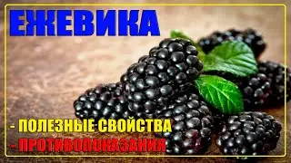 Ежевика польза и вред для человека / Ежевика полезные свойства и противопоказания