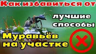 Как избавиться от муравьев на участке  лучшие способы борьбы с муравьями химия и народные средства