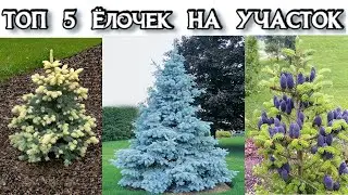 САМЫЕ КРАСИВЫЕ ЕЛИ ДЛЯ УЧАСТКА - ТОП 5 Ёлок на Новый Год во Двор