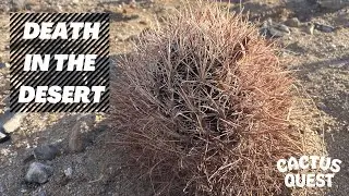 Sclerocactus polyancistrus / Areas of Critical Environmental Concern / w Luke Basulto 