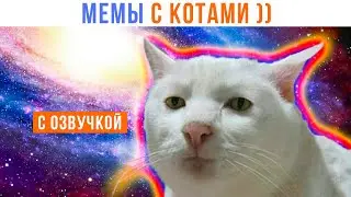 МЕМЫ С КОТАМИ ))) | С Озвучкой!