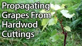 How to Propagate Grape Vines from Hardwood Cuttings Successfully