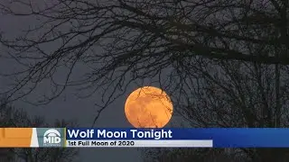 Wolf Moon Shining Tonight