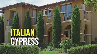 Italian Cypress