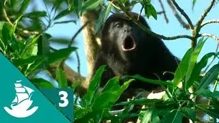 Most Developed Senses in Animals (part 3/3)