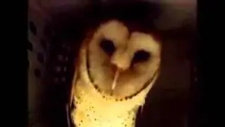 Barn Owl hissing