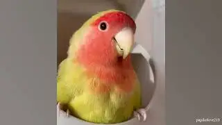 I'm independent🤣 Trending Funniest Animals of The Day😸🐶