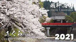 Cherry Blossoms in Takayama (2021 Japan) | 4K