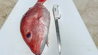 EASIEST Way to Fillet RED Snapper (American Red Snapper)