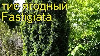 Тис ягодный Фастигиата. Краткий обзор, описание характеристик taxus baccata Fastigiata