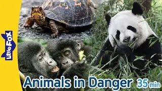 Animals in Danger | giant panda, monarch butterfly, mountain gorilla, and more | Endangered Species