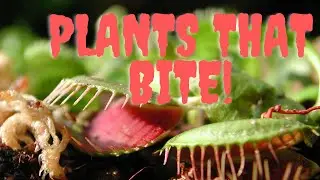 Plants that Bite!!