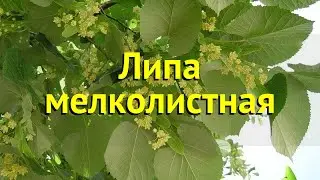 Липа мелколистная. Краткий обзор, описание характеристик tilia cordata