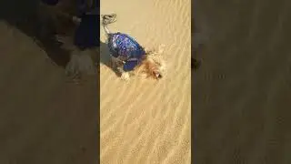 Йорк в пустыне 