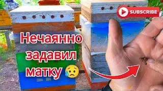 Как просто и безопасно объединить две пчелиные семьи