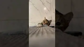 Котя разбаловалась 