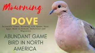 Mourning Dove Scientific Name - Meaning - Life Spans - Nest - Eggs - Migration - Male vs Female