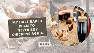 S15 E9: My Half-Baked Plan to Never Buy Chickens Again