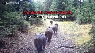 Anadolu Yaban Hayatı | Yaban Domuzları 🐗📸📹 #wildanimals #viralvideo #vahşiyaşam #wildlife