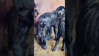 Гиссарские бриллианты 