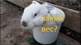 13 января. Мои кролики