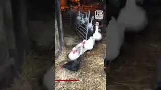 Farm Owner Lets Out Animals From The Barn And Greets Them Excitedly