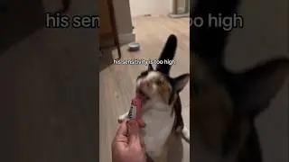 Funny animal videos I found on Instagram and Tiktok 