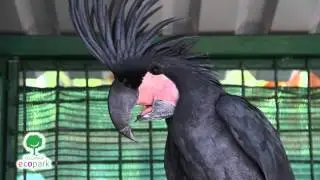 Розовый и чёрный Какаду