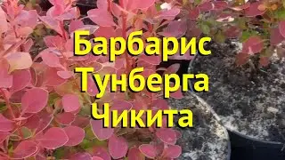 Барбарис тунберга. Краткий обзор, описание характеристик berberis thunbergii chiquita