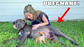 MY DOG IS PREGNANT! WHAT WILL WE DO?!