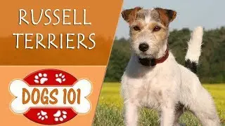 Dogs 101 - RUSSELL TERRIER - Top Dog Facts About the RUSSELL TERRIER